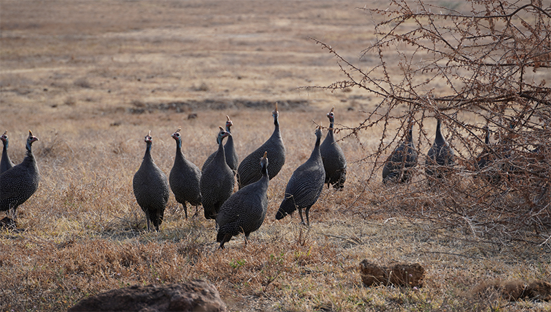 Ngorongoro, morke